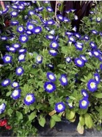 Resim Gündüz Güzeli 25Adet Tohum 