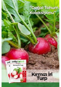 Resim Patika Botanik 500 Adet İri Kırmızı Turp Tohumu 