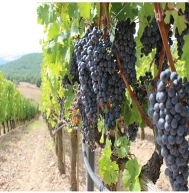 Resim Tüplü Şaraplık Kalecik Karası Üzüm Fidanı 