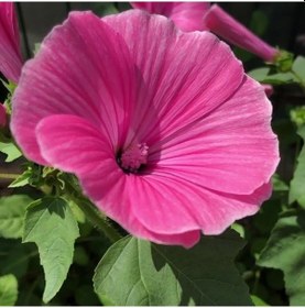 Resim Lavatera Trimestris Regis Pembe Pamuk Çiçeği Tohumu 50 Tohum 