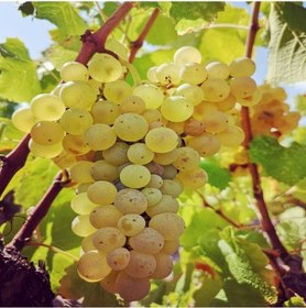 Resim Tüplü Aromalı Şaraplık Semillion Üzüm Fidanı 