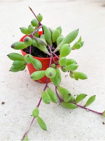 Resim Gardenbox Yakut Kolyesi Sukulent Othonna Capensis Sarı Çiçekli 