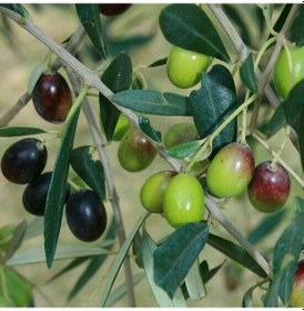 Resim Tüplü İthal Sofralık Ve Sıkımlık Yeni Zelanda Menşei- Leccino Zeytini Fidanı 