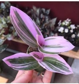 Resim Tradescantia Nanouk Pembe Telgraf Çiçeği, BTSR532 