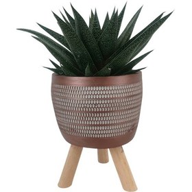 Resim Gasterhaworthia Royal Princes Kiremit Rengi Damla Saksıda 