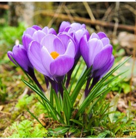 Resim Purple GRand Maitre Mor Çiğdem Soğanı5 Adet 