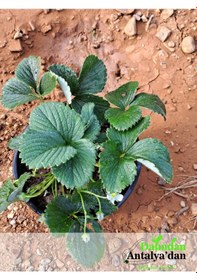 Resim 2 Adet Beyaz Çilek Fidesi 