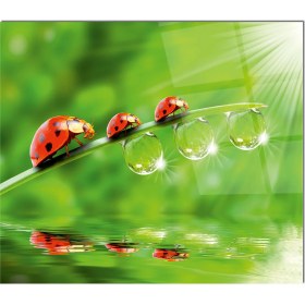 Resim Olinpa Cam Ocak Arkası Koruyucu | Uğur Böceği 