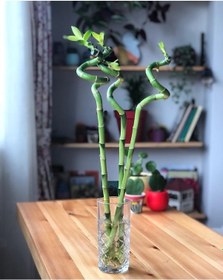 Resim Üçlü Şans Bambusu 