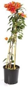 Resim Bougainvillea Sarmaşık - Begonvil Sarmaşık 110Cm 