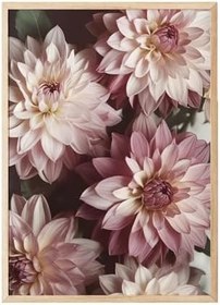 Resim Postifull Romantic Dahlias Çerçeveli Tablo, Ahşap Çerçeve Ve Poster, Duvar Tablosu Comfort Serisi No:108533;15 X 21 Ahşap Çerçeveli 