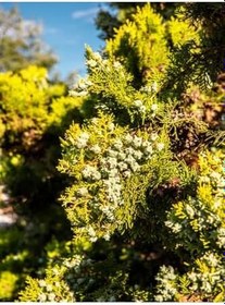 Resim Videolu Kokulu Limoni Selvi Fidanı 10 Adet 40-60Cm Saksılı (Lemon Cypress Sapling) 