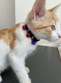 Resim 41 3 Zilli Kedi Tasması, Deri Kedi Tasması TYC00785731269 