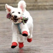 Resim 4 Adet Rahat Polar Astarlı Kışlık Köpek Botları - Kaymaz, Rüzgar Geçirmez Evcil Hayvan Kar Ayakkabıları Yorkie & Chihuahua Gibi Küçük Irklar İçin - Kolay Cırt Cırt Bağlantı Kayışı, Makinede Yıkanabilir, Güçlendirilmiş Çekiş için Yumuşak Taban, Küçük Köpek Kış Botları|Polar Astarlı Botlar|Güvenli Cırt Cırt Bağlantı Botları 