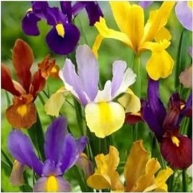 Resim Erdo Ticaret 20 Adet Golden Beauty Iris Süsen Karışık Renkli Soğanı 