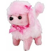 Resim Sunman Sevimli Köpek Poodle 