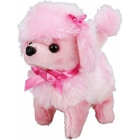 Resim Sunman Sevimli Köpek Poodle 