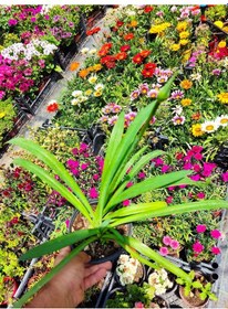 Resim Afrika Zambağı African Lily - Beyaz Ve Kokulu Bahçe Çiçeği 