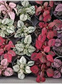 Resim Kırmızı-Pembe-Beyaz Renk Hostes Çiçeği 3 Adet(Hypoestes) 