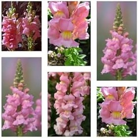 Resim Videolu 10'lu Açık Pembe Aslanağzı Çiçeği Fidanı 5-15 Cm Tüplü Çiçekli Bodur Antirrhinum Majus 