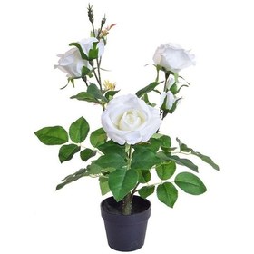 Resim Yediveren Saksılı Beyaz Gül 20-30cm 20 Adet 