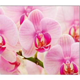 Resim Olinpa Cam Ocak Arkası Koruyucu | Pembe Çiçek Orkide 