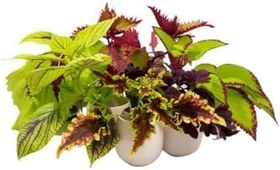 Resim Nadir Tür Yaprak Güzeli Çiçeği 10 Adet Kolyos (Coleus) 