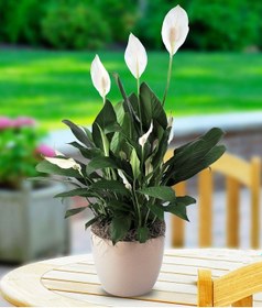 Resim BARIŞ ÇİÇEĞİ Spathiphyllum 3 ADET - Hediyelik Salon Ofis Bitkisi 