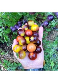 Resim Bosque Bumblebee Cherry Domates Tohumu 15 Tohum 