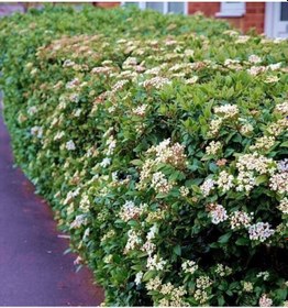 Resim Kartopu Çiçekli Çit Bitkisi 20 Adet 
