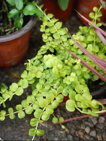 Resim Lysimachia Nummularia Sarı Çiçekli Sarı Kız Altın Kolye Çiçeği 30-40cm Salon Çiçeği 