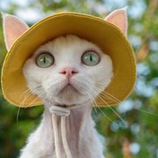 Resim Paw Portal Güneş Koruyucu Kedi Şapkası 