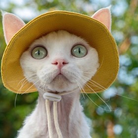 Resim Paw Portal Güneş Koruyucu Kedi Şapkası 