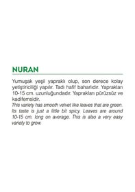 Resim AGRodal Tarım Ata Tohumu Yerli Doğal Roka Nuran 2000 Adet Tohum 