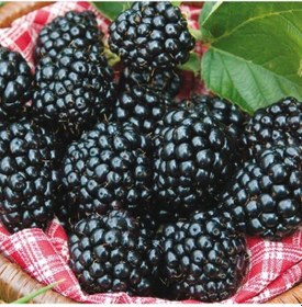 Resim Tüplü Yüksek Verimli Arapaho Böğürtlen Fidanı 
