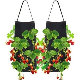 Resim Çilek Fidesi 25 Adet Salkım Çilek Yediveren Çilek Fidanı Açık Kök 