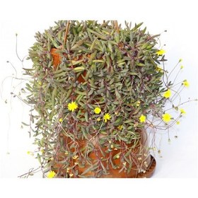 Resim Sarı Tesbih Çiçeği 5 Adet - Askılı Saksıda 6126 