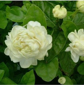 Resim Saksıda 2 Yaş Kokulu Katmerli Full Yasemin Çiçeği Boy 50-70 Cm 