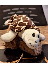 Resim Caretta Caretta Kaplumbağa Küçük Kahverengi 