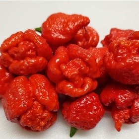 Resim Akrep Biber Trinidad Moruga Scorpion Tohumu Dünyanın En Acı 2. Biberi Tohumu 4 Tohum 