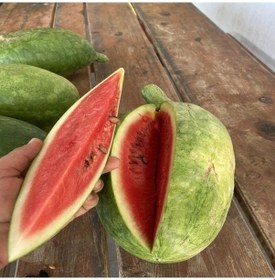 Resim Ata Tohum Geleneksel Toros Nadir Doğal Söbü Ampül Karpuz Tohumu 5 Tohum 