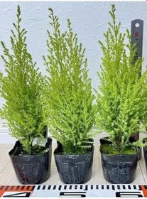 Resim Fomlu Kokulu Limon Servi Fidanı Tüplü 10 Adet 15-20Cm Dış Mekan Ağacı 