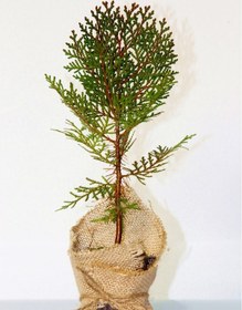 Resim NİKAH ÇAMI 100 ADET - ÖZEL GÜN FİDANI (Thuja Orientalis) 