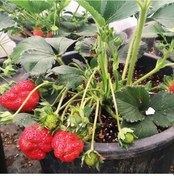 Resim Yediveren Çilek Fidesi 5 Adet N11.980 