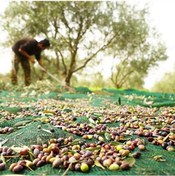 Resim 4X10 METRE ZEYTİN SERGİSİ ZEYTİN TOPLAMA FİLESİ FINDIK FISTIK ÖRTÜSÜ GÖLGELİK DUT MEYVE SERGİSİ TABAN ÖRTÜSÜ 