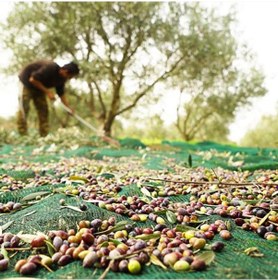 Resim 4X10 METRE ZEYTİN SERGİSİ ZEYTİN TOPLAMA FİLESİ FINDIK FISTIK ÖRTÜSÜ GÖLGELİK DUT MEYVE SERGİSİ TABAN ÖRTÜSÜ 