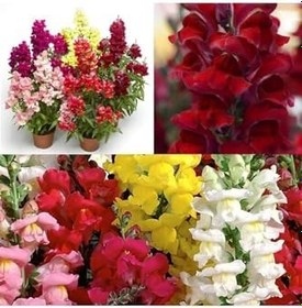 Resim Videolu 1 Adet Kırmızı Aslan Ağzı Çiçeği Fidesi 10-20 Cm Tüplü Çiçekli Bodur Antirrhinum Majus 