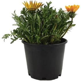 Resim Gazanya Çiçeği 5 Adet - Saksılı 