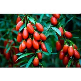 Resim Kırmızı Goji Berry Fidanı 2-3 Yaş 