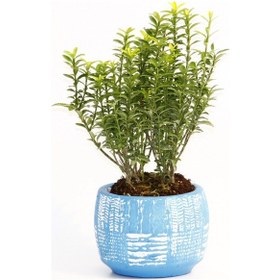 Resim Bonsai Euonymus Microphyllus Arkaik Saksıda - Mavi 